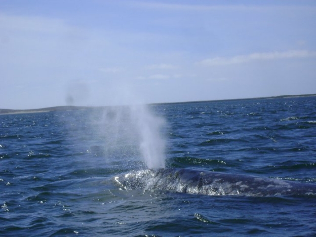  一月至三月观鲸 